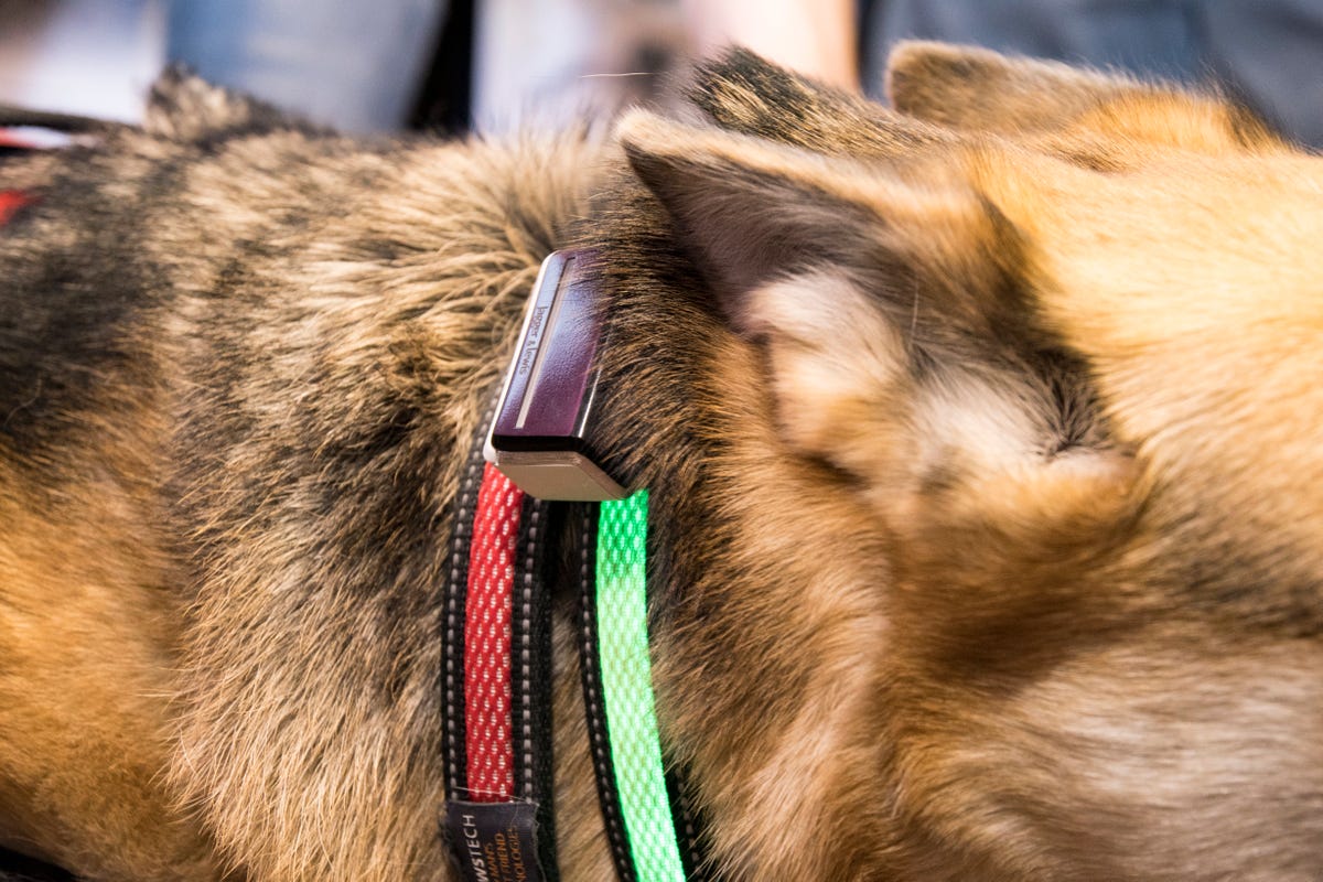 smart-dog-collar-2-1.jpg