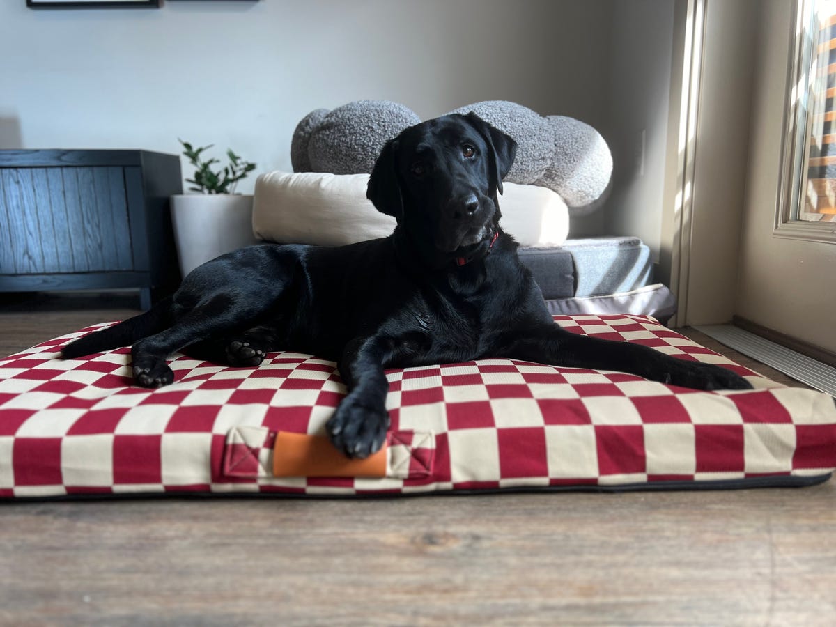 Black dog on checkered dog bed. Multiple dog beds behind him.
