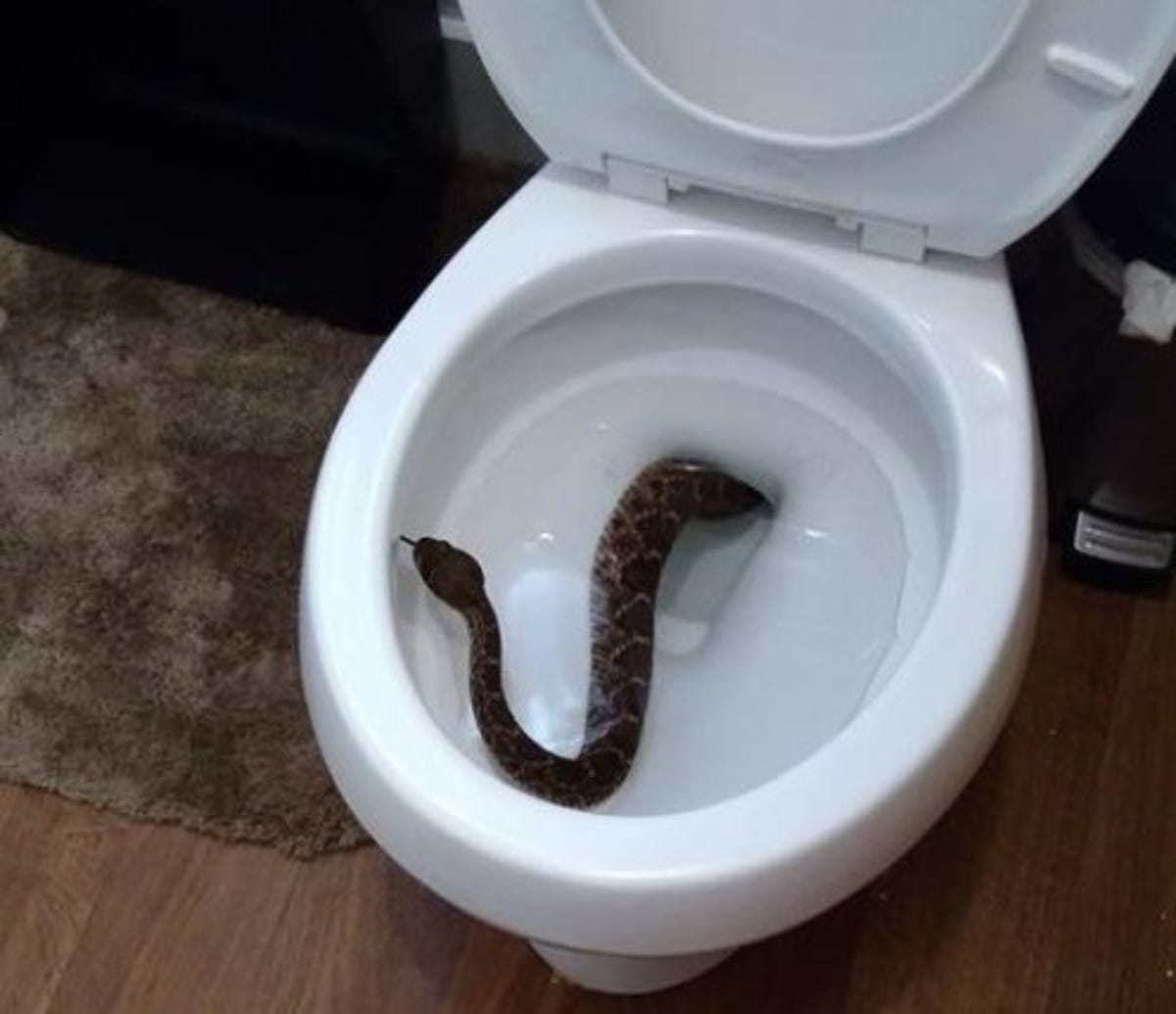 snakes found in toilets