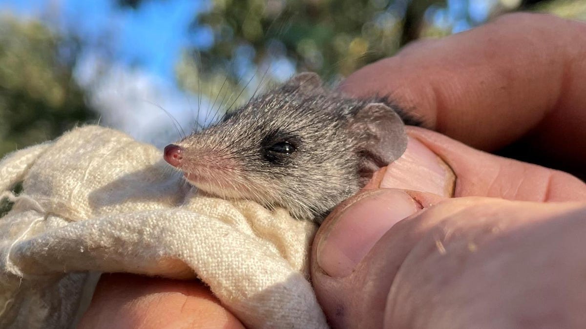 A small dunnart marsupial is held wrapped in a light cloth with person's fingers around it. Only the head is visible.