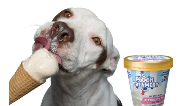 A dog eating a cone of Pooch Creamery birthday cake ice cream.