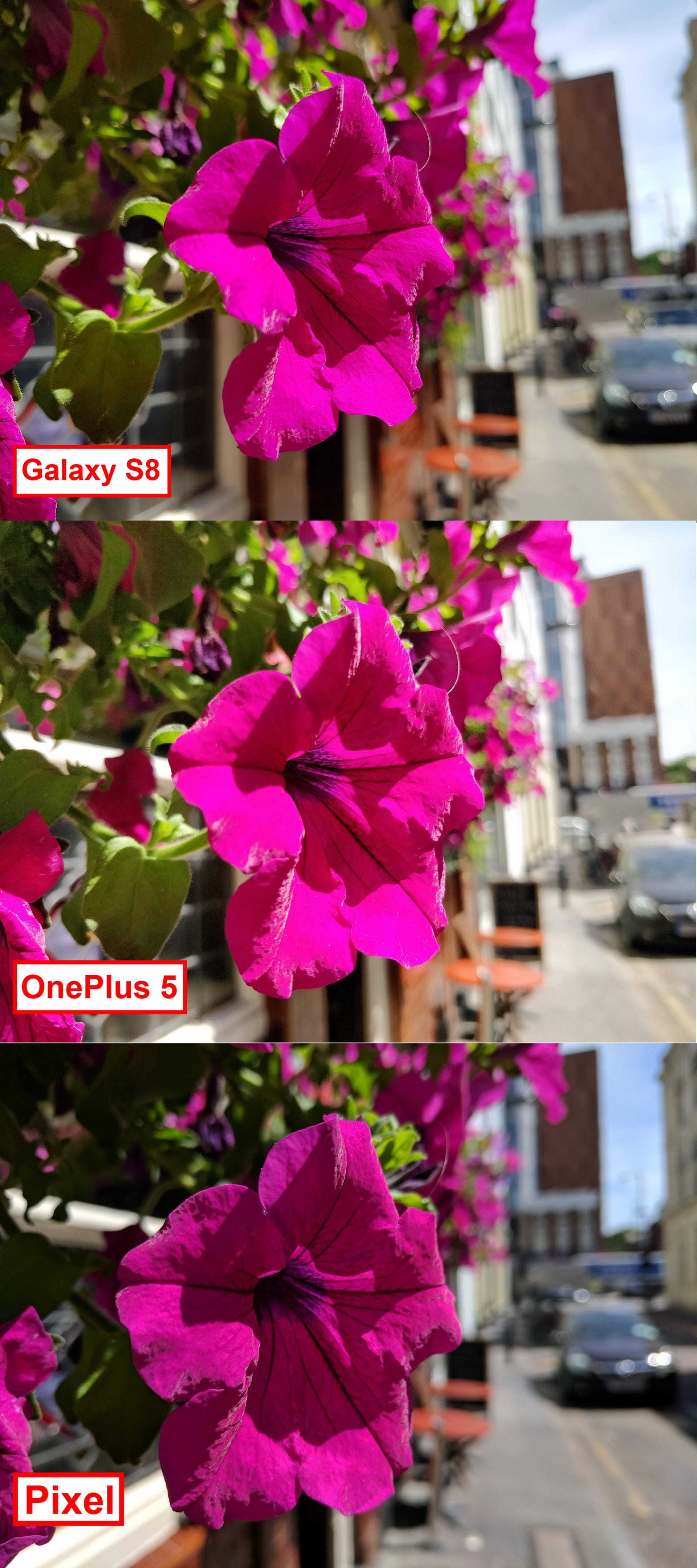 close-up-flower-galaxy-s8-one-plus-5-pixel-comparison