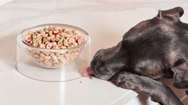 dog reaching for bowl of dog food on counter