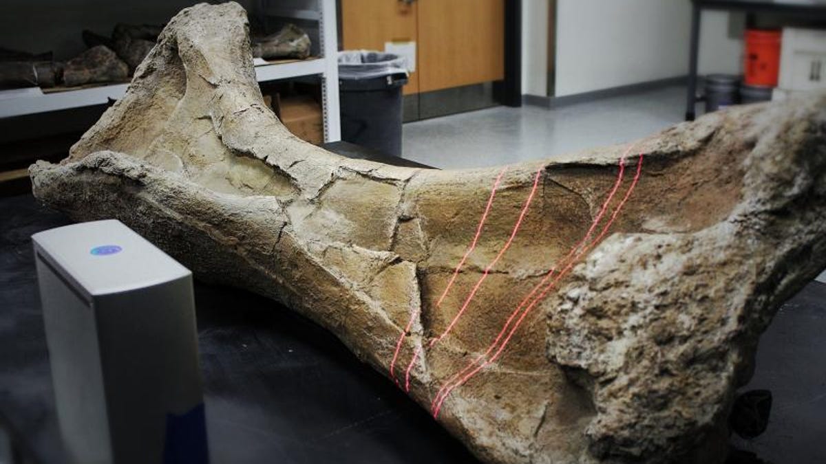Drexel University researchers create a 3-D scan of the humerus bone from a Paralititan, one of the largest sauropod dinosaurs ever found.