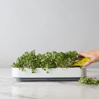 A hand cultivates herbs in a white Microgreens Grower pot on a marble countertop.
