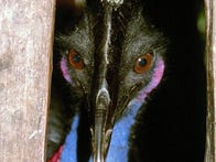 <p>A modern cassowary peers out of a box.</p>