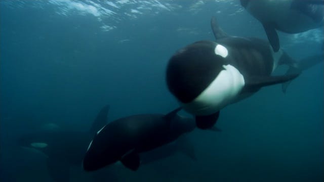 a group of orca whales swims together