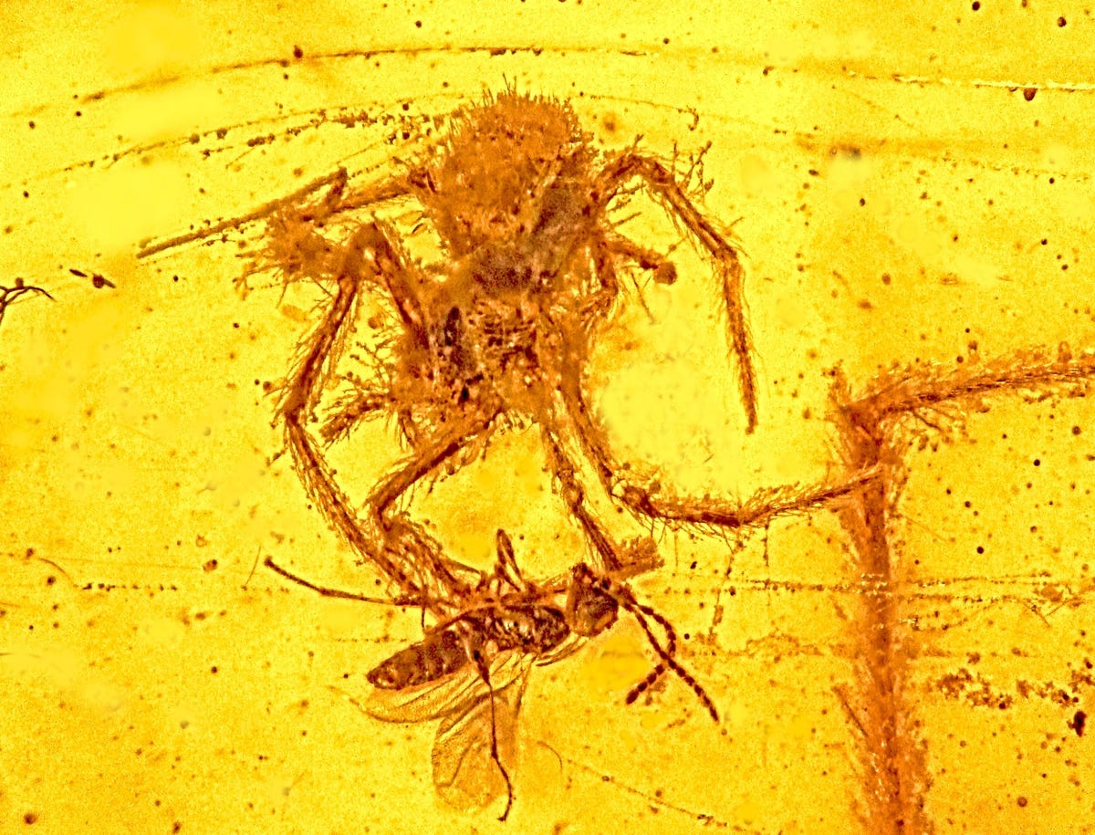 Spider with legs curled appears above a wasp looking up against a yellowish amber background.