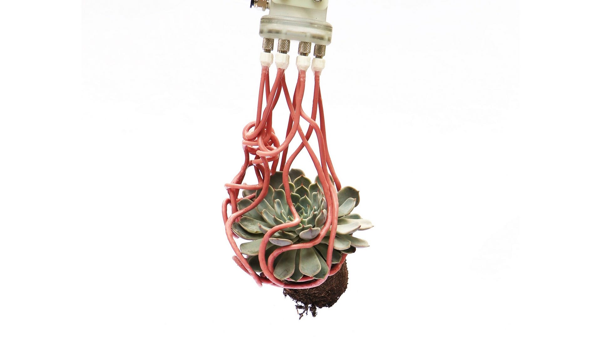 Pinkish robo tentacles entangle a small grey-green succulent with exposed dirt and roots.