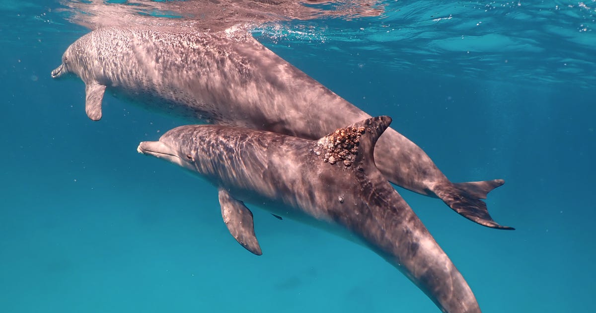 see-dolphins-taking-care-of-their-skin