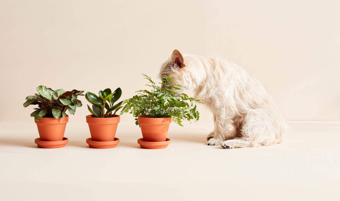 plants-and-pet