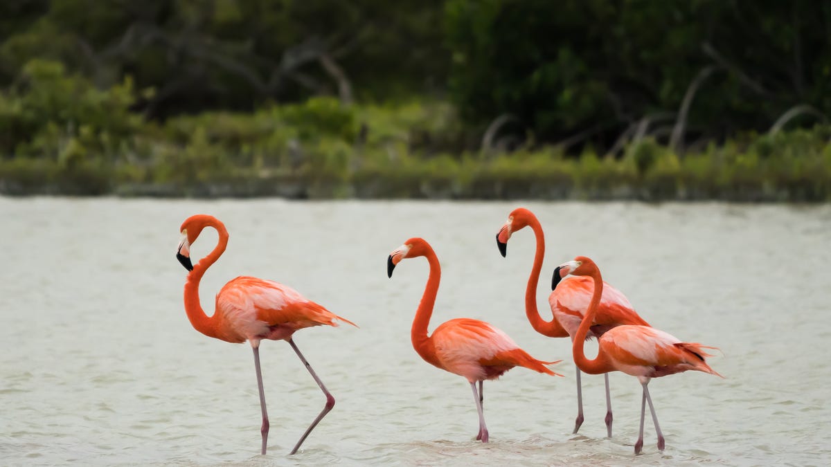 Four stunningly pink flamingos are seen wading through pale blue water. An out-of-focus forest is seen in the background.
