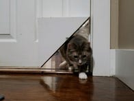 <p>"Big-boned" test cat Rye runs through the KittyKorner cat door.</p>
