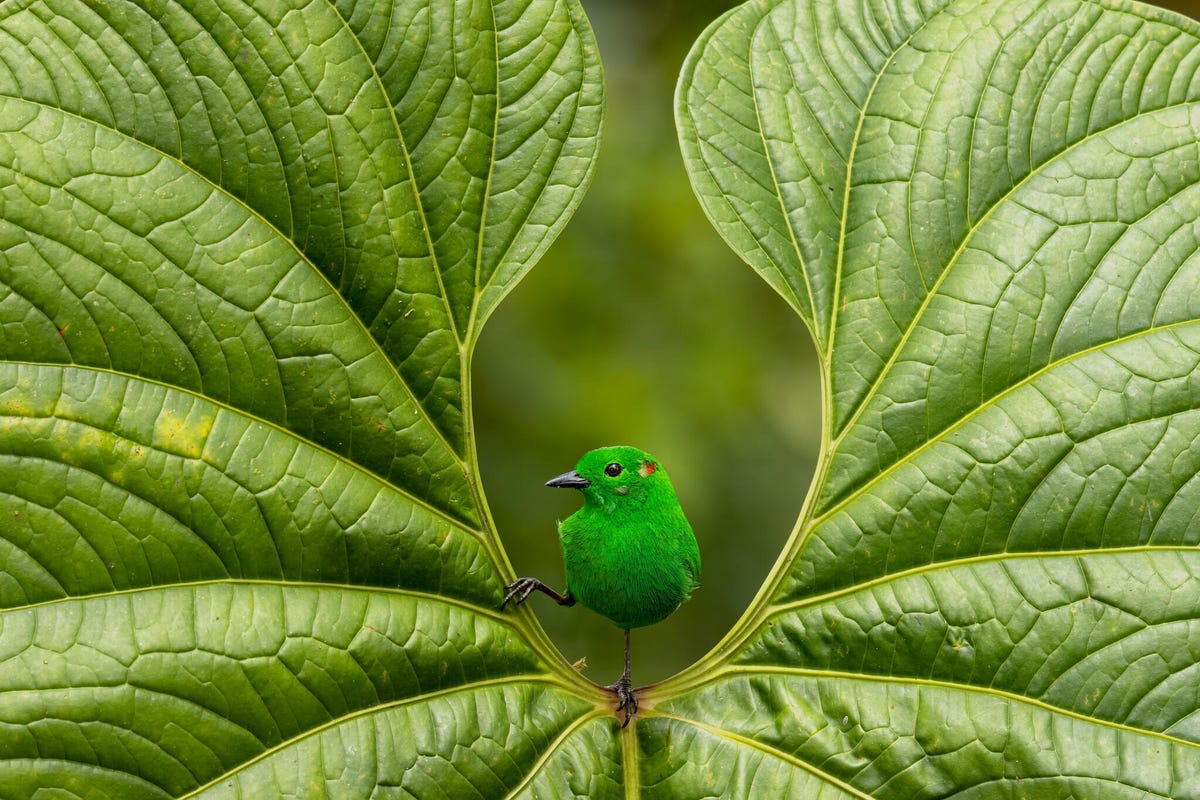 Bright green bird with head to the side holds onto the inner curve of a large green leaf.
