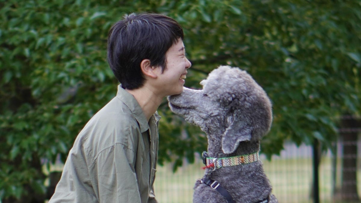 A smiling human bends to greet a tall gray poodle. They both look very happy.