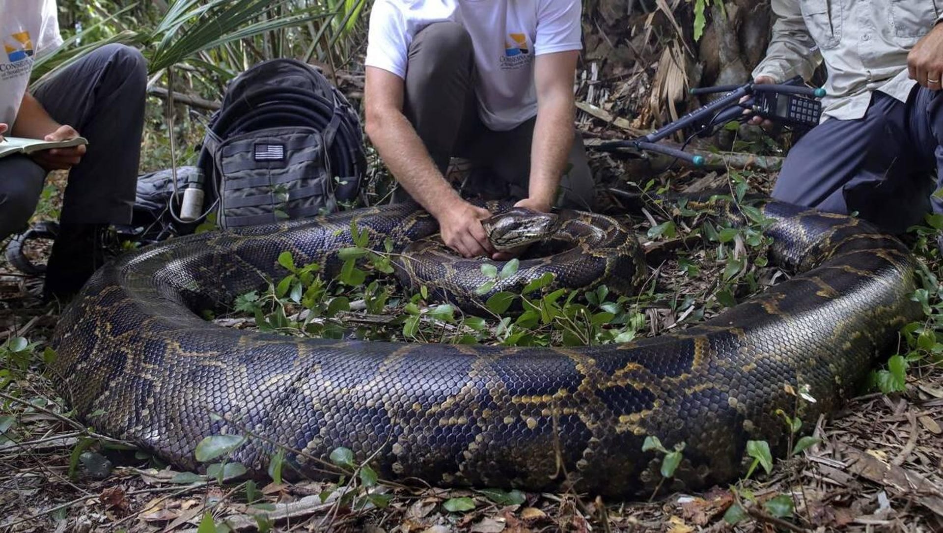 Three wildlife biologists crouch over a 215-pound python that is partially coiled up in a forest.