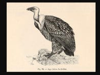 <p>An illustration shows a modern vulture. The extinct Cryptogyps lacertosus may have resembled this bird.</p>