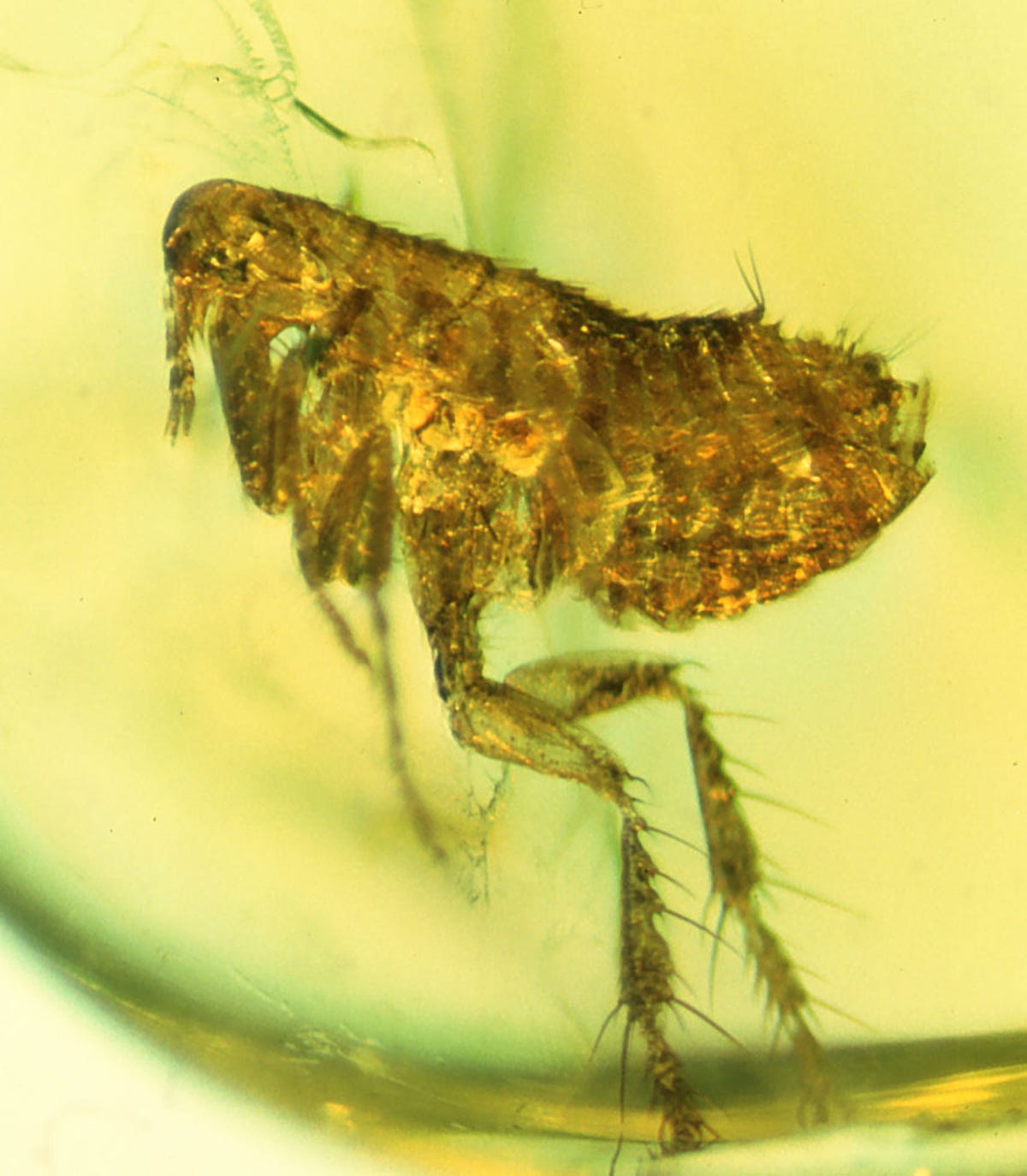 A well-preserved flea seen from the side with back jumping legs extended.