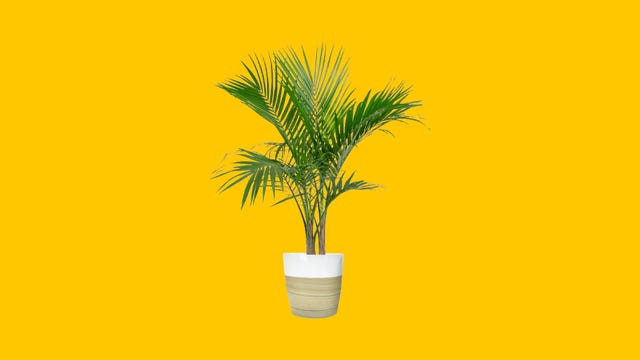 majestypalm.png