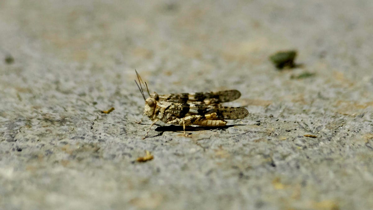 Grasshoppers on the ground in Las Vegas