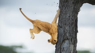 Funny Lion Cub Fail Wins Comedy Wildlife Photography Awards