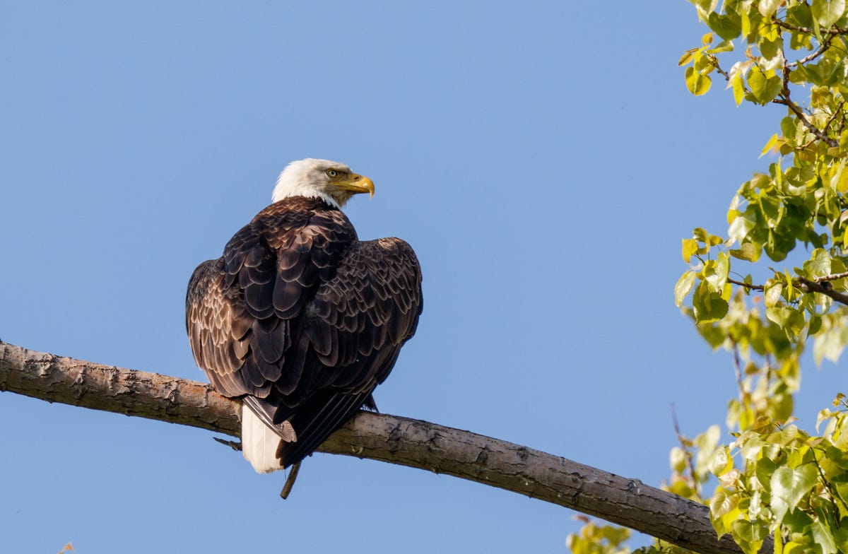 Magee Marsh is home to a few bald eagle nests. The eagles mostly prey on fish in nearby marshes or Lake Erie.