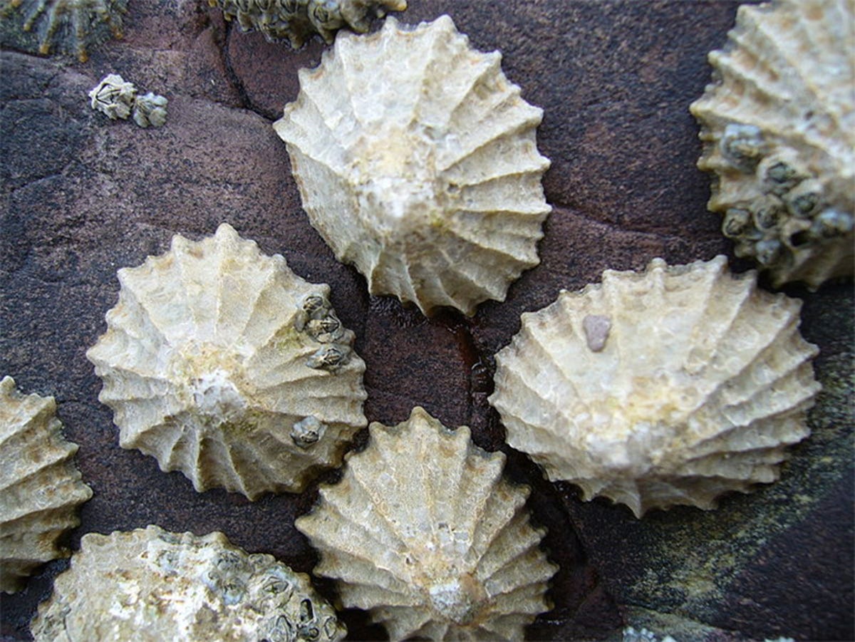 limpets1.jpg