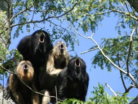howler-monkeys.jpg