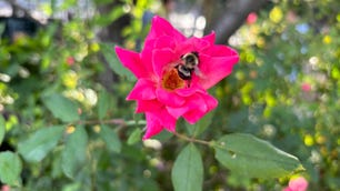 A bee sitting on a pink flower.