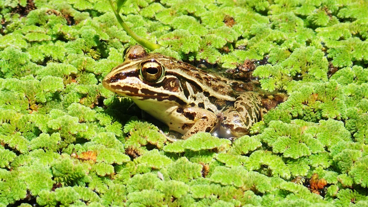 pelophylax-nigromaculatus-frog