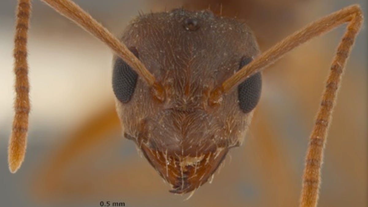 Tawny Crazy Ant