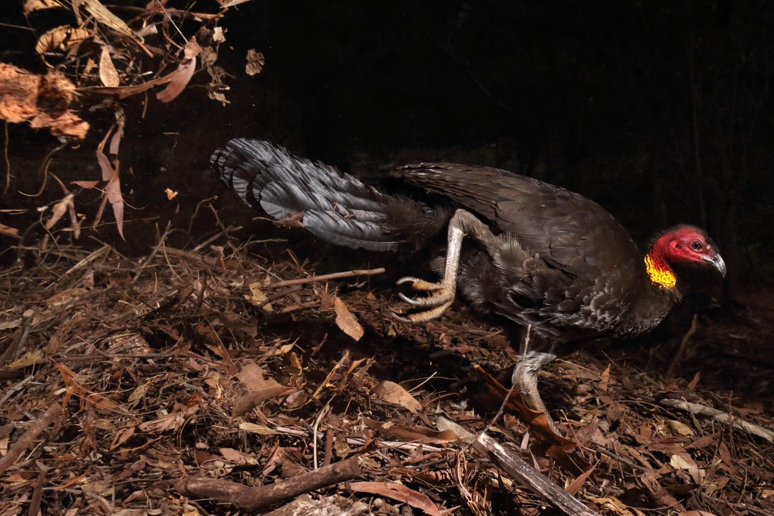 the-incubator-bird-c-gerry-pearce-wildlife-photographer-of-the-year