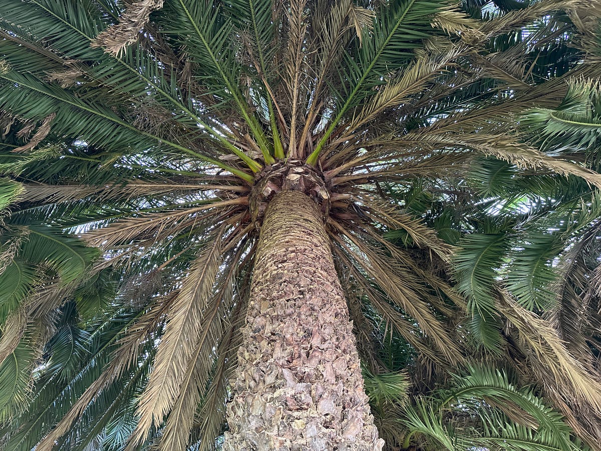 Underneath a palm tree looking up