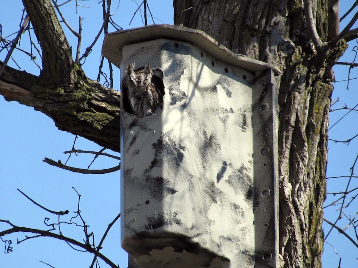 A screech owl nesting in a wildlife shelter made from an old Volt battery cover.
