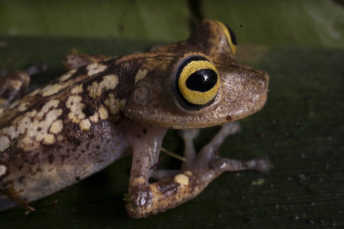 A frog with mottled tan and brown coloring sits on a leaf in half-shadow, moist in the jungle air.