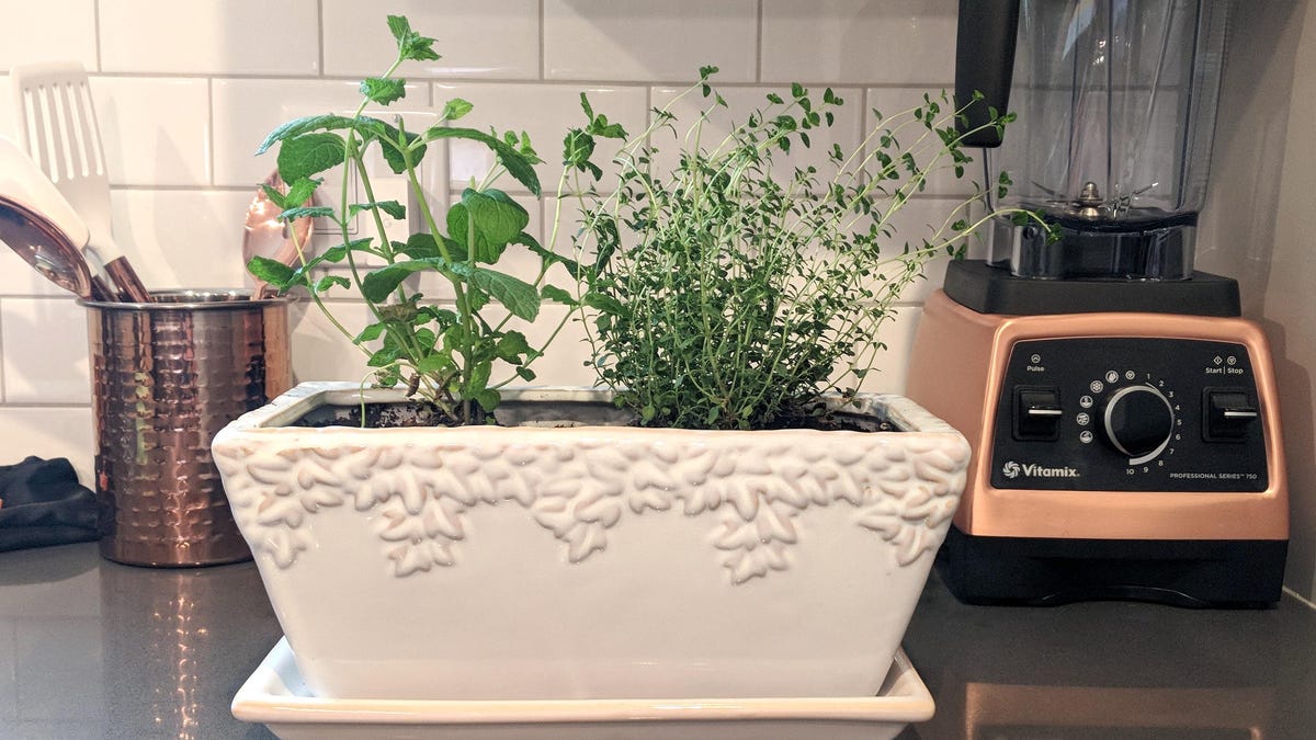 herb planter in kitchen