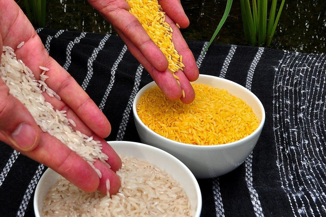 1280px-golden-rice