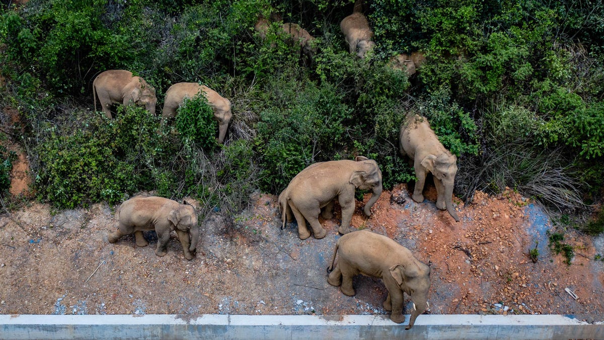 wandering elephants in china