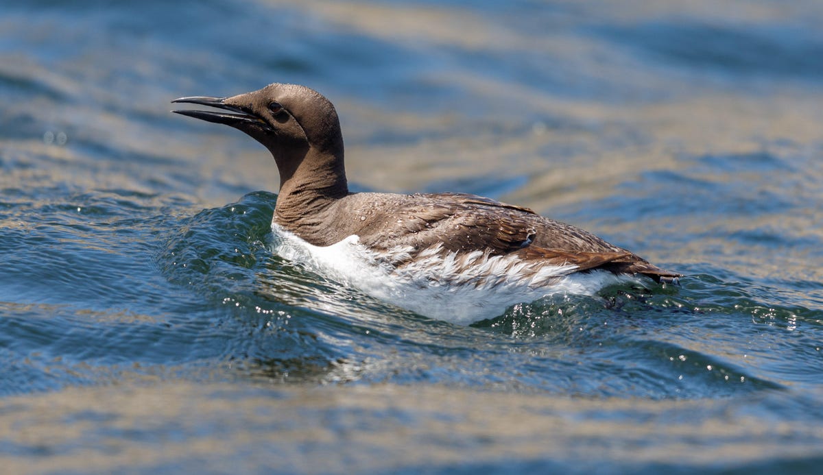A common murre swims on the Pacific Ocean near the Farallon Islands 32 miles west of San Francisco.