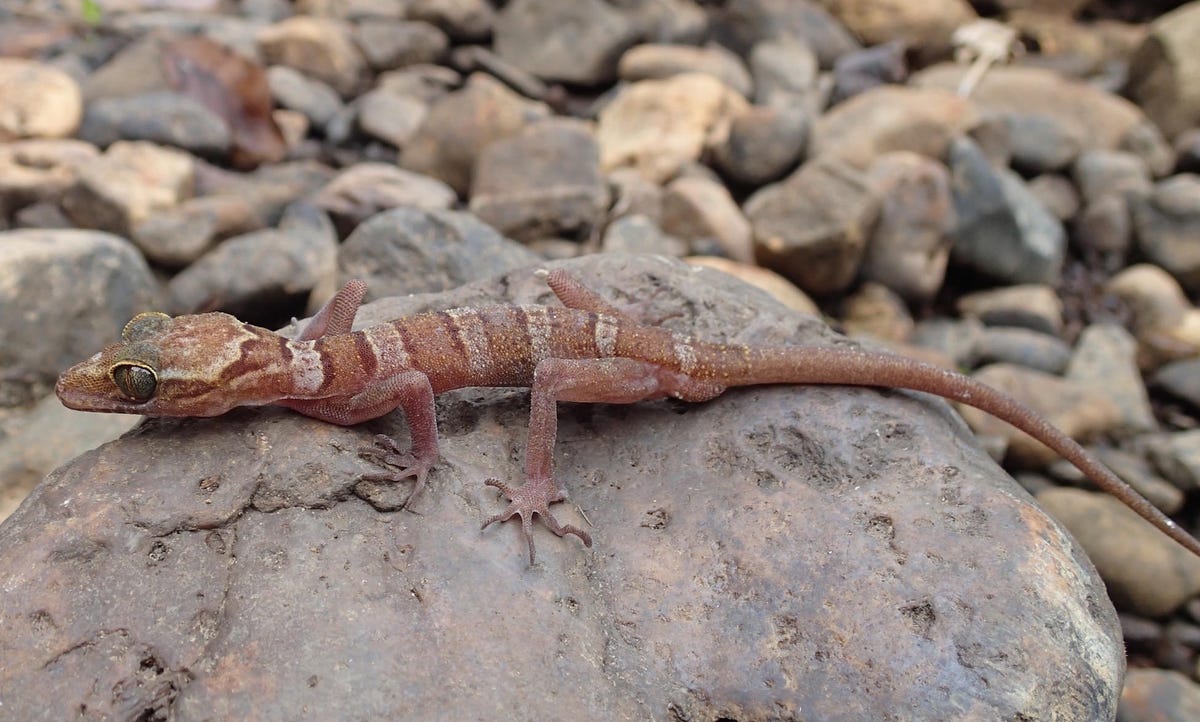 species-gecko-lenya