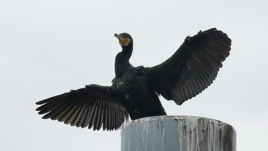 cormorant-zoom-10x-p30-pro