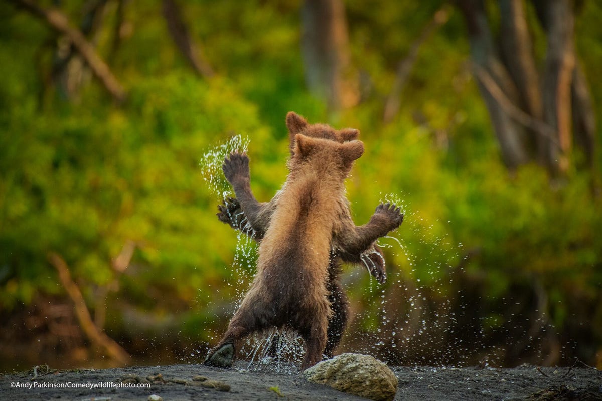 Two bear cubs stand up in a movement that makes it look like they're dancing together.