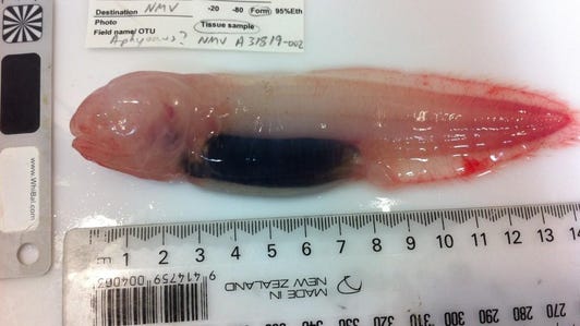 gelatinous-cusk-eel-abyss-credit-john-pogonoski