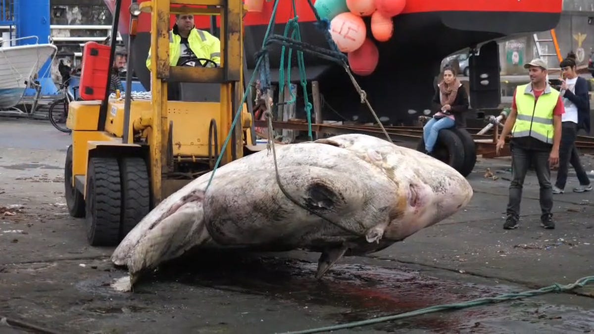 A massive, pale sunfish is lifted for weighing by a yellow forklift.