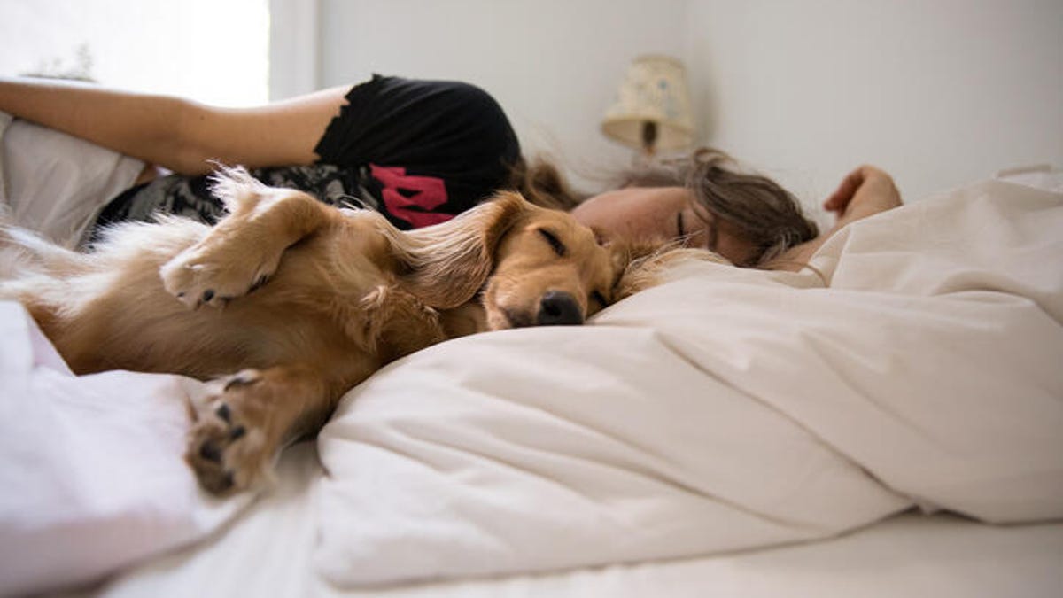 Woman curled up with her golden retriever in a fluffy white bed.