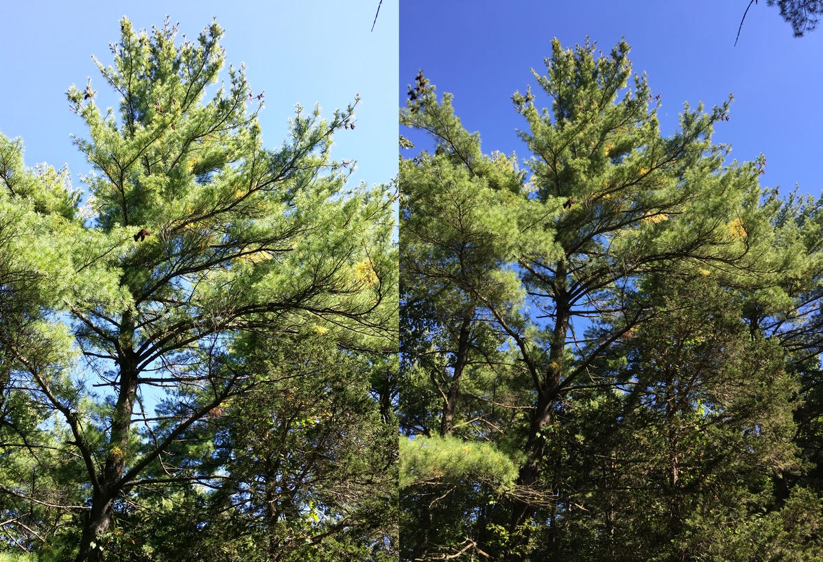 tree-comparison.jpg