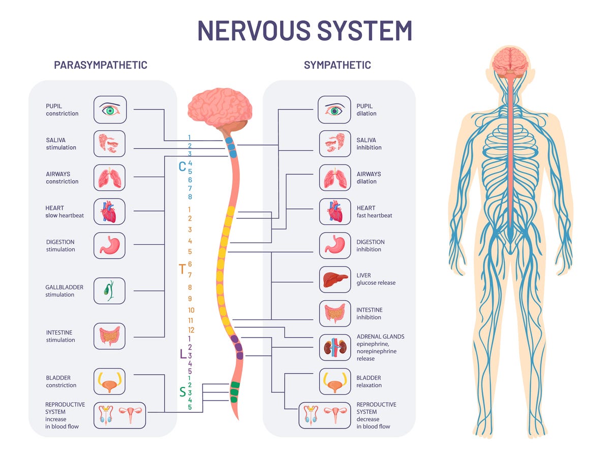Diagram of the autonomic nervous system