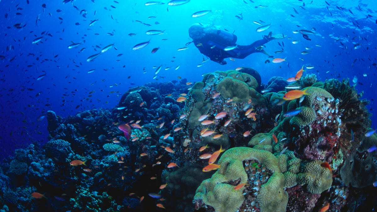 Diver swimming by coral and tropical fish.
