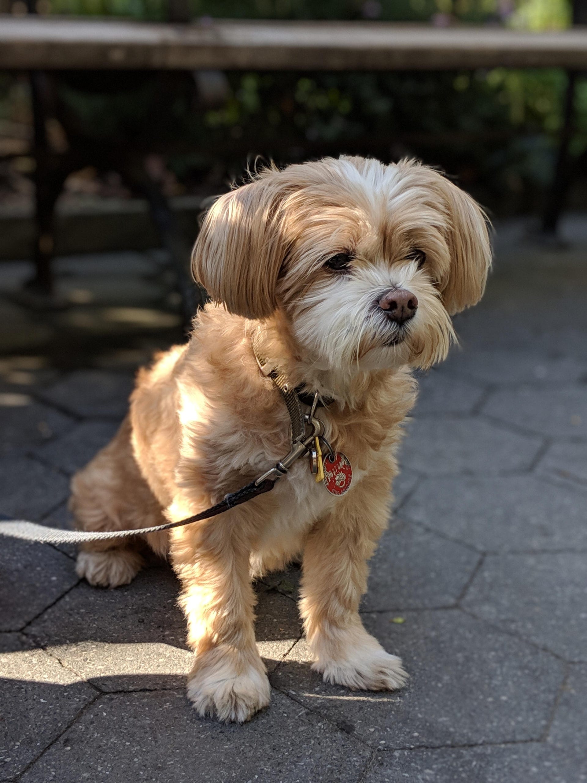 dog-with-portrait-mode