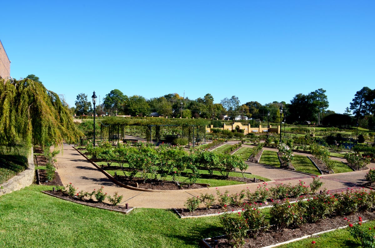 a large rose garden with dozens of flower beds